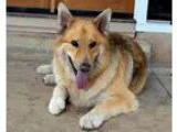 German Shepherd Dog-Collie Mix DOG FOR ADOPTION RGADN-32479 - Ra