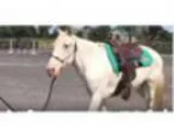Adopt Paso Fino Gelding (Babysitter) a Paso Fino