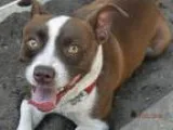 Unknown-Jack Russell Terrier Mix DOG FOR ADOPTION RGADN-24820 - 