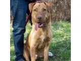 Unknown-Chesapeake Bay Retriever Mix DOG FOR ADOPTION RGADN-1561