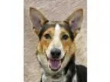 Adopt Johnnie a Australian Cattle Dog  Border Collie  Mixed dog 