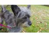 Unknown-Cairn Terrier Mix DOG FOR ADOPTION RGADN-351782 - Leah -