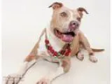 American Pit Bull Terrier DOG FOR ADOPTION RGADN-272919 - LITTLE