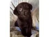 Unknown-Labrador Retriever Mix DOG FOR ADOPTION RGADN-354302 - L