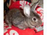 Adopt Patty a American
