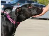 Unknown-Labrador Retriever Mix DOG FOR ADOPTION RGADN-361261 - M