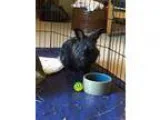 Adopt Coal a Lionhead Satin