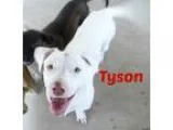 Labrador Retriever-Basset Hound Mix DOG FOR ADOPTION RGADN-51428