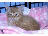 Adopt Zak the Cat a Orange or Red Domestic Mediumhair (medium co