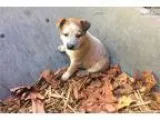 Australian Cattle Dog Heeler Puppy