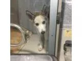 Adopt Blossom Mona Lisa baby husky a GraySilverSalt and Pepper -