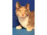 Adopt Mary a Calico or Dilute Calico Calico  Mixed (short coat) 