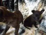 Adopt Mae s Puppies a German Shepherd Dog
