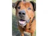 English Mastweiler DOG FOR ADOPTION RGADN-151385 - 1601-0435 War