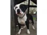Unknown-American Pit Bull Terrier Mix DOG FOR ADOPTION RGADN-153