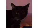 Adopt Granola a Black (Mostly) Domestic Shorthair  Mixed (short 