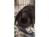 Adopt Georgiana a English Lop