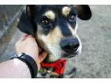 Meagle DOG FOR ADOPTION RGADN-329132 - Nana PinBea - Miniature P