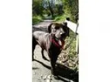 Adopt Kermit a Black Labrador Retriever  Mixed dog in Naperville