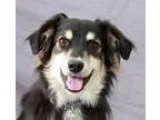 Adopt Brady a Sheltie Shetland Sheepdog  Spaniel (Unknown Type) 