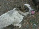Unknown-Pointer Mix DOG FOR ADOPTION RGADN-90646 - Henry - Austr