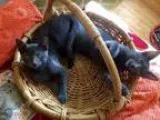 Adopt Betty (McCoy) a Domestic Short Hair Russian Blue