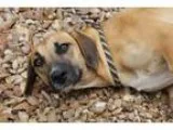 Adopt Willow a Shepherd