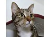 Adopt Nani a Domestic Short Hair