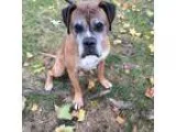 Adopt Rocky 2 a TanYellowFawn Boxer  Mixed dog in Woodinville WA