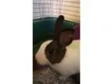 Adopt Elvis and Pricilla a Dutch
