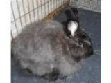 Adopt Clover and Rose a American