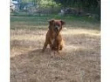 Unknown-Dachshund Mix DOG FOR ADOPTION RGADN-301094 - Cinnamon -