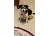 Adopt Chantel a Gray Blue or Silver Tabby Domestic Shorthair (sh