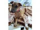 Unknown-Labrador Retriever Mix DOG FOR ADOPTION RGADN-359723 - A