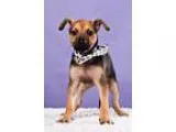Adopt Rose a Black - with Tan Yellow or Fawn Terrier (Unknown Ty