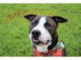 Unknown-American Pit Bull Terrier Mix DOG FOR ADOPTION RGADN-334