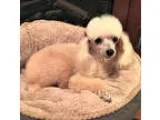 Poodle (Toy) DOG FOR ADOPTION RGADN-359421 - Lexi - Poodle (Toy)