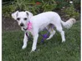 Adopt MAGNOLIA a White - with Red Golden Orange or Chestnut Pood