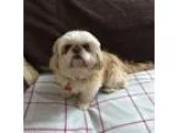 Adopt ANGEL a Shih Tzu