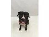 American Pit Bull Terrier DOG FOR ADOPTION RGADN-324940 - 1607-0