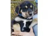 Adopt Hercules a Black - with Tan Yellow or Fawn Great Pyrenees 