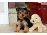 Perfect ACA Yorkshire Terrier Male Puppy 4 Sale