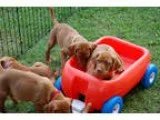 Lovely vizsla puppies for sale