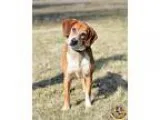 Unknown-Beagle Mix DOG FOR ADOPTION RGADN-113223 - Harrison - Be