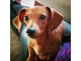 Adopt Dandy a Dachshund