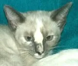 SnowShoe Kitten