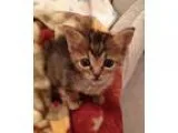 Adopt Toby a Domestic Short Hair