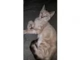 Adopt Luna a Brown or Chocolate (Mostly) Colorpoint Shorthair  M