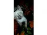 Adopt Wampa a Cream or Ivory (Mostly) Domestic Shorthair  Mixed 