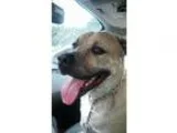 Staffordshire Bull Terrier DOG FOR ADOPTION RGADN-332244 - TOM -